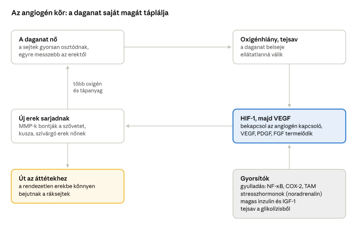 Az angiogén kör: a daganat nő, oxigénhiány és tejsav alakul ki, bekapcsol a HIF-1, majd a VEGF, új erek sarjadnak, amelyek több oxigént és tápanyagot visznek a daganatnak, és utat nyitnak az áttétekhez. Gyorsítók: gyulladás, stresszhormonok, magas inzulin és IGF-1, tejsav.
