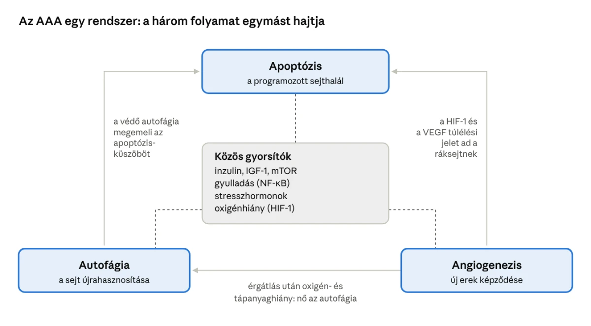 Az AAA egy rendszer: az autofágia, az apoptózis és az angiogenezis egymást hajtja, közös gyorsítóik az inzulin, az IGF-1, az mTOR, a gyulladás, a stresszhormonok és az oxigénhiány.