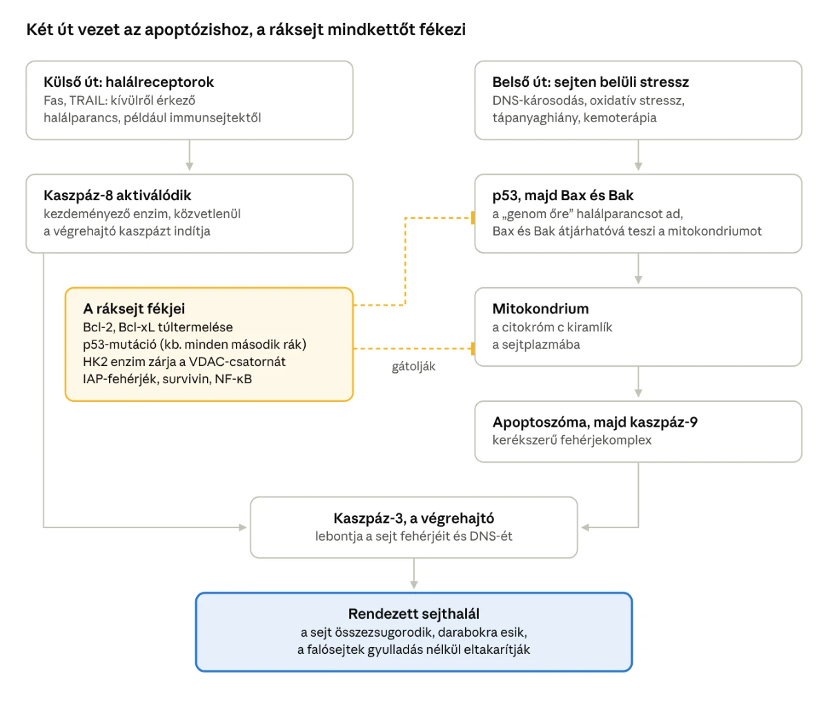 Két út vezet az apoptózishoz, a ráksejt mindkettőt fékezi: külső út (halálreceptorok, kaszpáz-8) és belső út (p53, Bax és Bak, mitokondrium, apoptoszóma, kaszpáz-9), amelyek a kaszpáz-3-hoz és a rendezett sejthalálhoz vezetnek